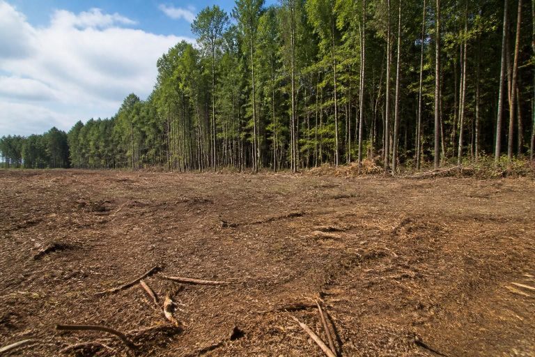 Land Clearing