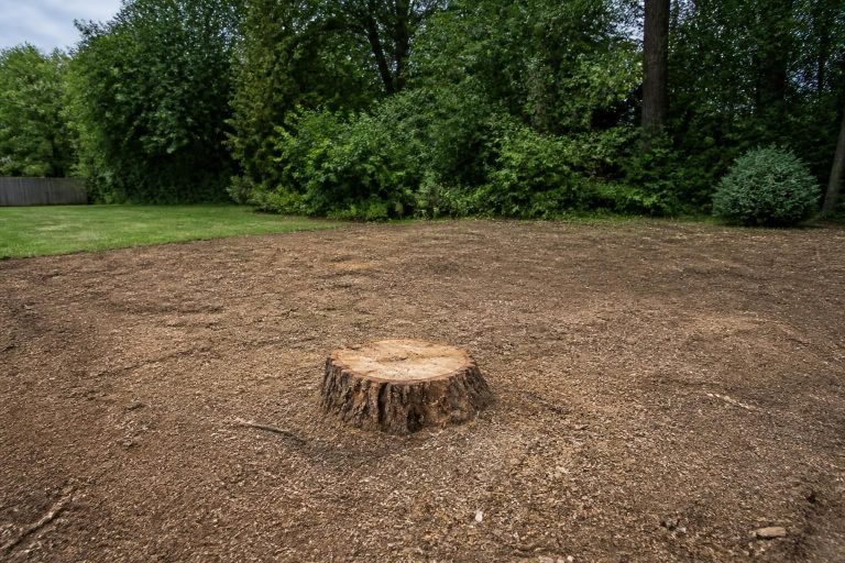 Tree Removal